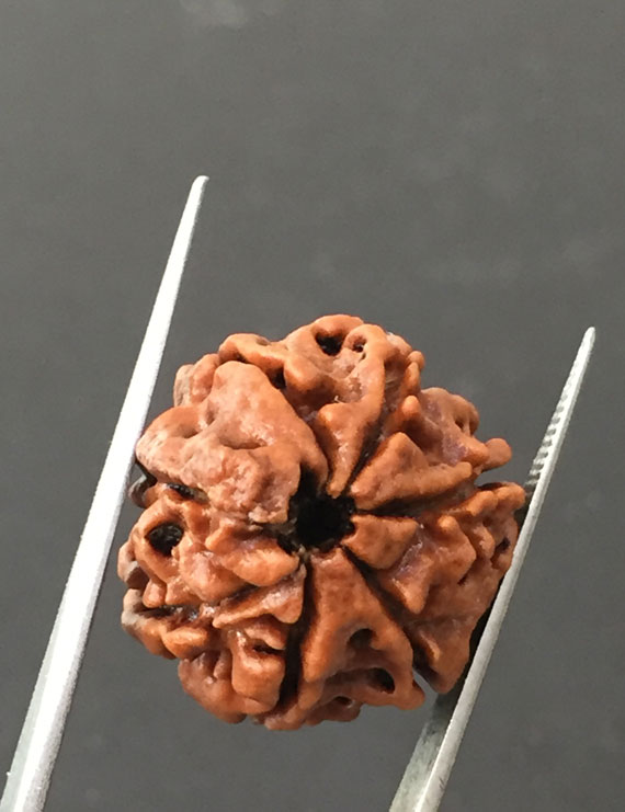 7 Mukhi Certified Nepali Rudraksha Size- 20 mm